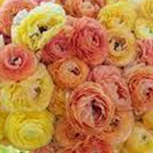 Ranunculus ‘Amandine Pastel Mix’