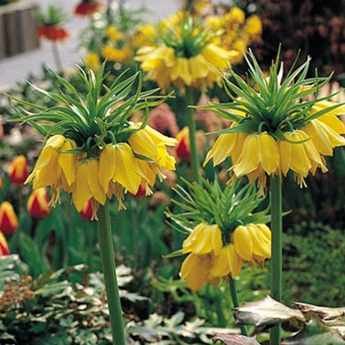 Autumn Flowering Bulbs