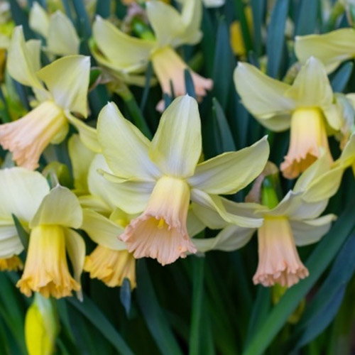 Autumn Flowering Bulbs