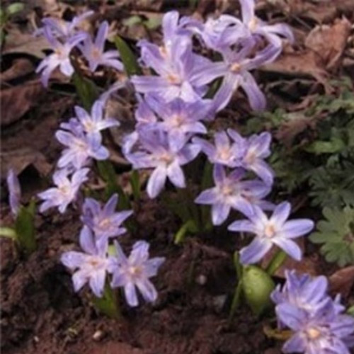 Autumn Flowering Bulbs