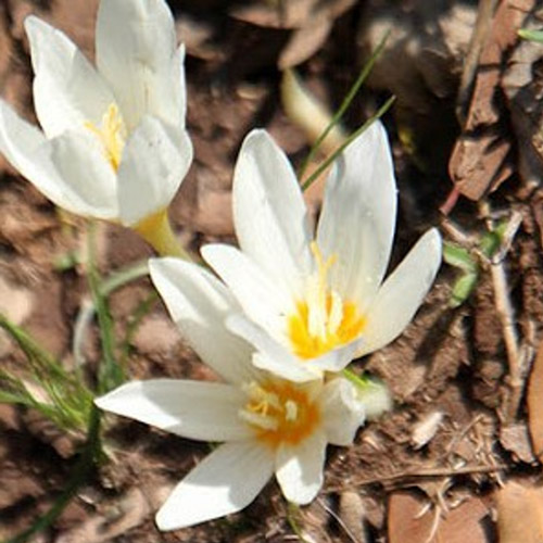 Autumn Flowering Bulbs