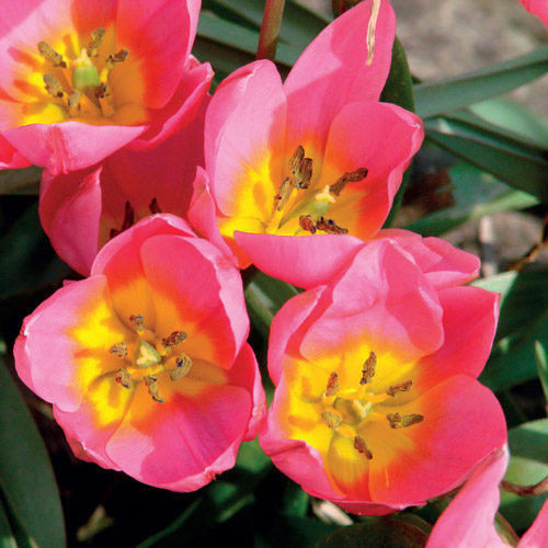 Autumn Flowering Bulbs