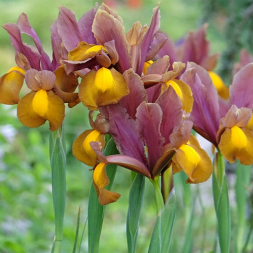 Autumn Flowering Bulbs