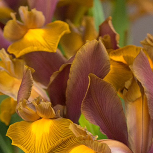 Autumn Flowering Bulbs