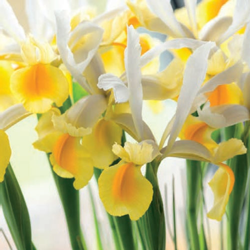 Autumn Flowering Bulbs
