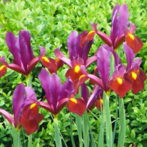 Autumn Flowering Bulbs