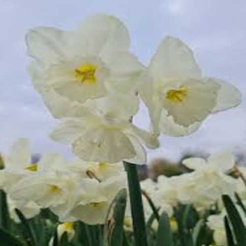 Autumn Flowering Bulbs