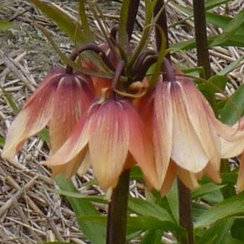 Autumn Flowering Bulbs