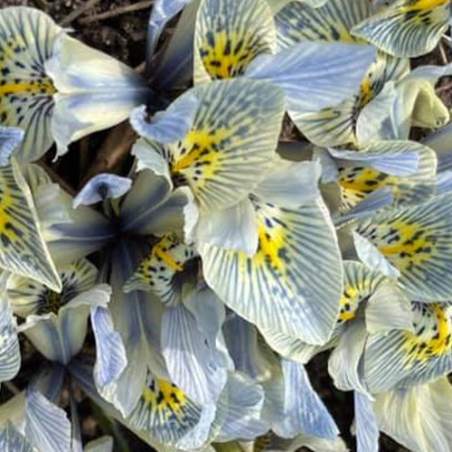 Autumn Flowering Bulbs