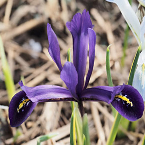 Autumn Flowering Bulbs