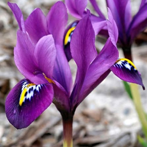 Autumn Flowering Bulbs
