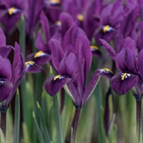 Autumn Flowering Bulbs