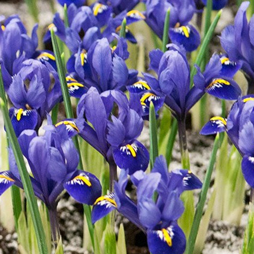 Autumn Flowering Bulbs