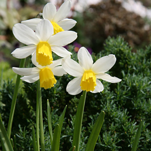 Autumn Flowering Bulbs