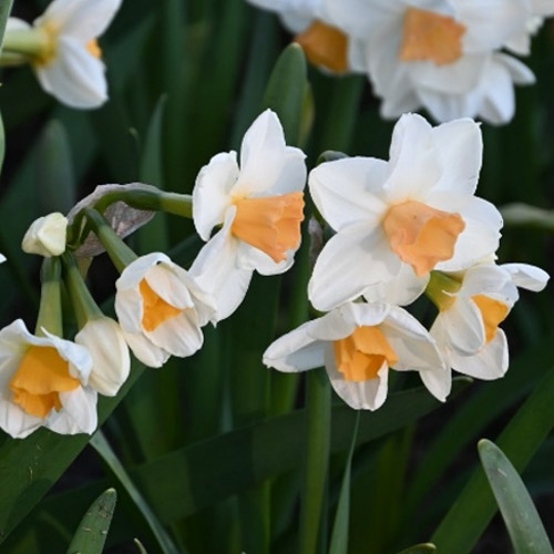 Autumn Flowering Bulbs