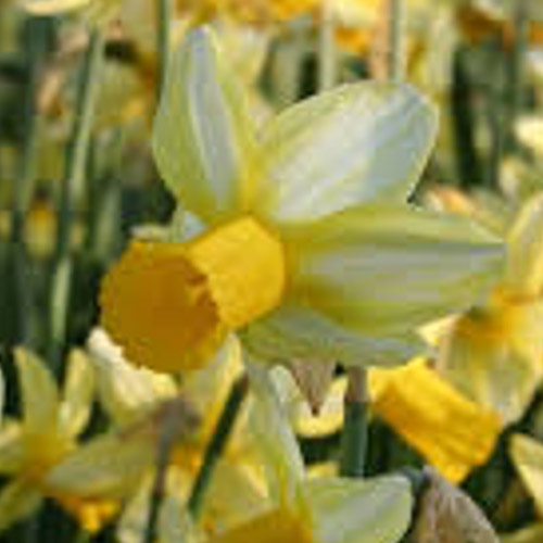 Autumn Flowering Bulbs