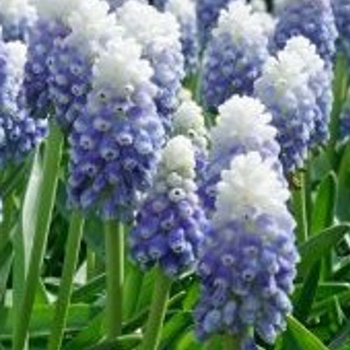 Autumn Flowering Bulbs