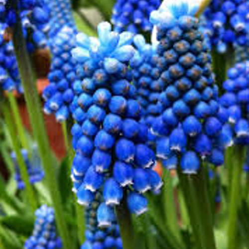 Autumn Flowering Bulbs