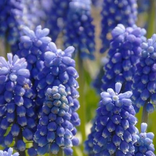 Autumn Flowering Bulbs