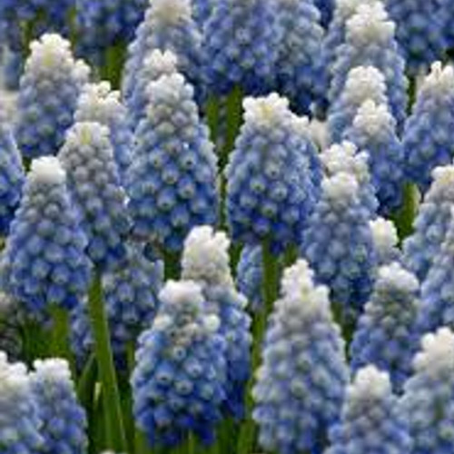 Autumn Flowering Bulbs