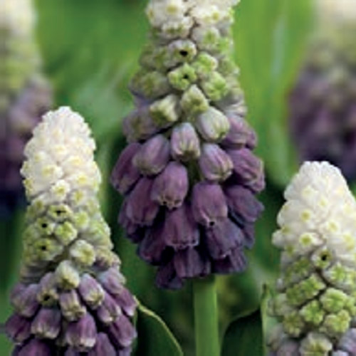 Autumn Flowering Bulbs