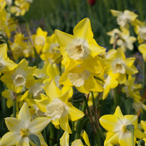 Autumn Flowering Bulbs