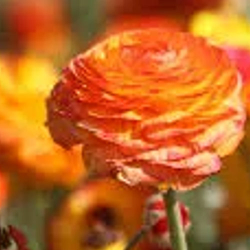 Autumn Flowering Bulbs
