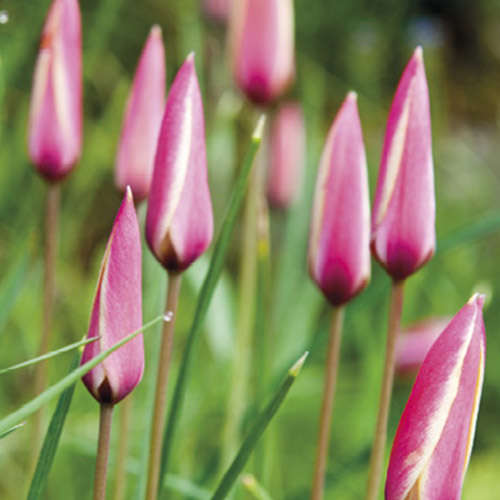 Autumn Flowering Bulbs