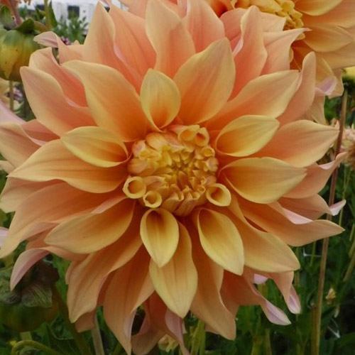Giant Dinnerplate flowering dahlia tubers to buy today