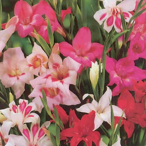 Gladiolus corms, acidanthera corms to buy today from Riverside Bulbs