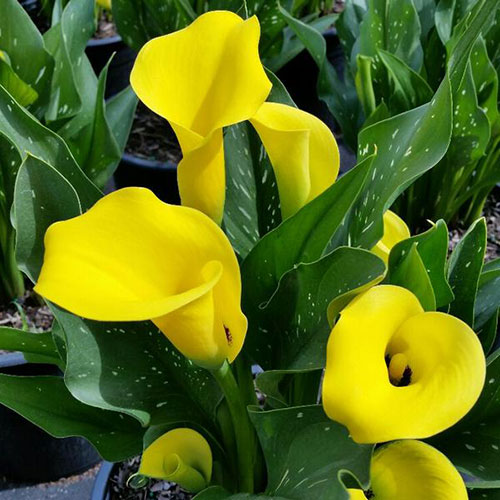 Calla Lilies to buy today from Riverside Bulbs